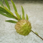 10-フウセントウワタ