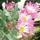 10-風車菊