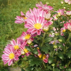 10-小菊