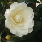 11-山茶花
