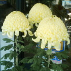 11-菊