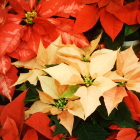 12-ポインセチア