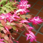 12-シャコバサボテン