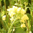 3-菜の花