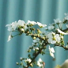 3-雪柳