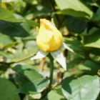 5-バラ