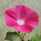 8-朝顔