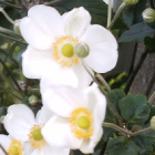 9-秋明菊